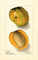Mangifera indica Rajia - Ellen Isham Schutt — weergave van het kunstwerk