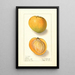 Mangifera indica Rose - Ellen Isham Schutt — ingelijst kunstwerk aan de muur