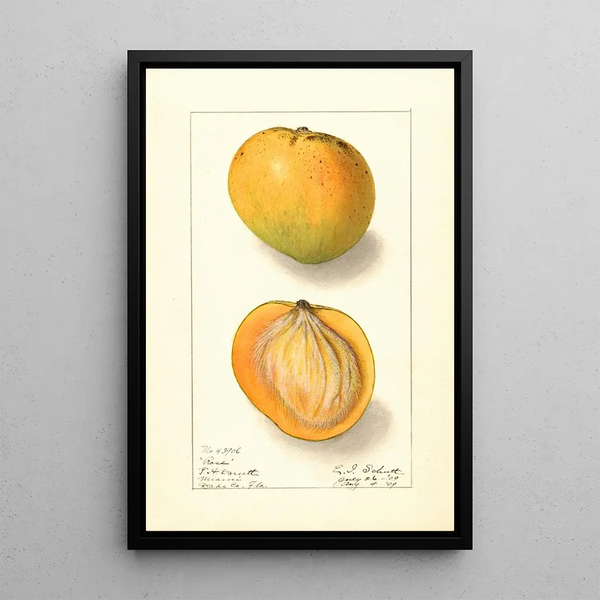 Mangifera indica Rose - Ellen Isham Schutt — ingelijst kunstwerk aan de muur