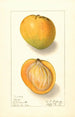Mangifera indica Rose - Ellen Isham Schutt — weergave van het kunstwerk
