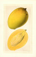 Mangifera indica Totafarice - Ellen Isham Schutt — weergave van het kunstwerk