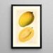 Mangifera indica Totafarice - Ellen Isham Schutt — ingelijst kunstwerk aan de muur