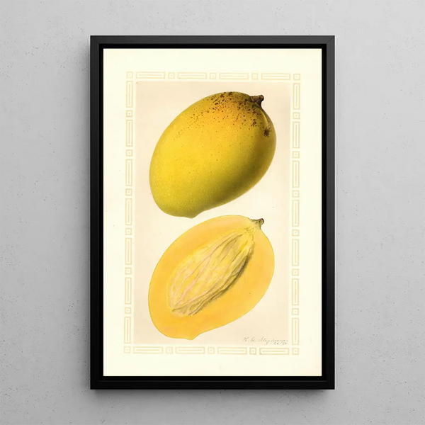 Mangifera indica Totafarice - Ellen Isham Schutt — ingelijst kunstwerk aan de muur