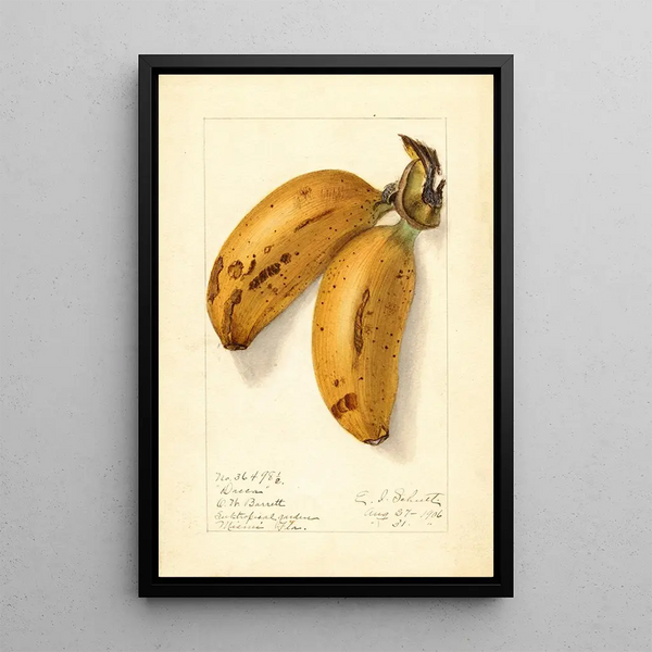 Musa Dacca - Ellen Isham Schutt — ingelijst kunstwerk aan de muur