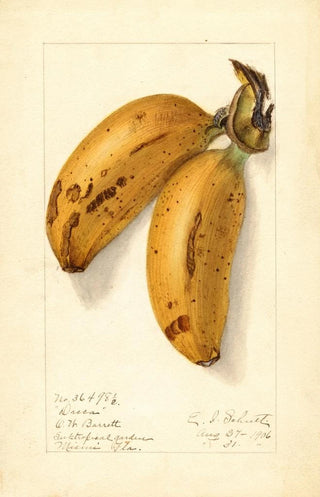 Ellen Isham Schutt - Musa Dacca.webp