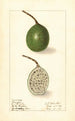 Passiflora - Ellen Isham Schutt | Reproduction — weergave van het kunstwerk