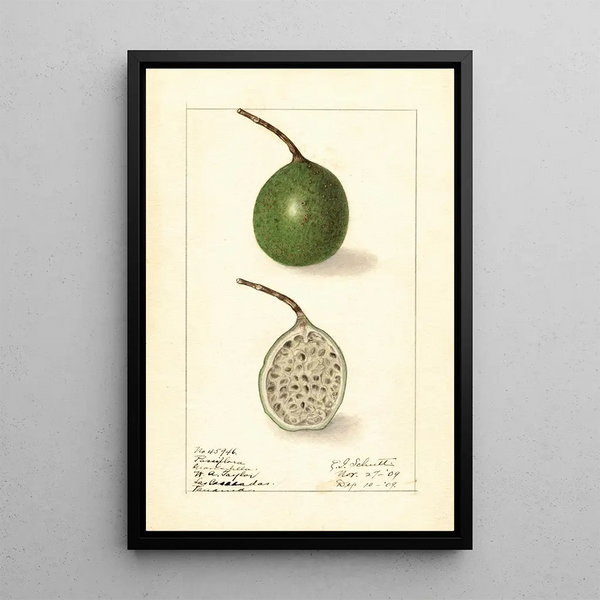 Passiflora - Ellen Isham Schutt | Reproduction — ingelijst kunstwerk aan de muur