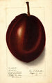 Persea Blackman - Ellen Isham Schutt — weergave van het kunstwerk