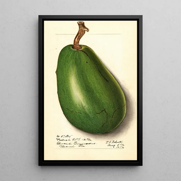 Persea Pollock - Ellen Isham Schutt — ingelijst kunstwerk aan de muur