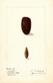 Phoenix dactylifera Tafilalt - Ellen Isham Schutt — weergave van het kunstwerk