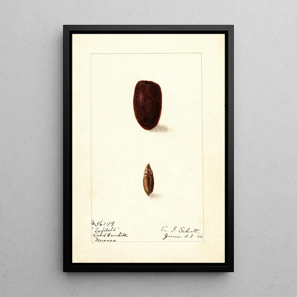 Phoenix dactylifera Tafilalt - Ellen Isham Schutt — ingelijst kunstwerk aan de muur
