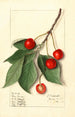 Prunus avium Govenor Wood - Ellen Isham Schutt — weergave van het kunstwerk