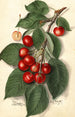 Prunus avium Ida - Ellen Isham Schutt — weergave van het kunstwerk