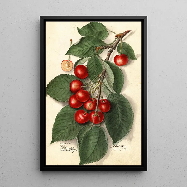 Prunus avium Ida - Ellen Isham Schutt — ingelijst kunstwerk aan de muur