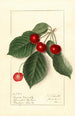 Prunus avium Royal Novelle - Ellen Isham Schutt — weergave van het kunstwerk
