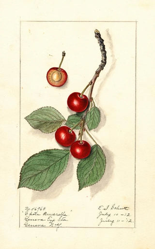 Ellen Isham Schutt - Prunus avium Spate Amarelle.webp