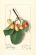 Prunus avium Yellow Spanish - Ellen Isham Schutt — weergave van het kunstwerk