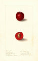 Prunus domestica Free Silver - Ellen Isham Schutt — weergave van het kunstwerk