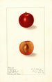 Prunus domestica Happiness - Ellen Isham Schutt — weergave van het kunstwerk