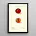 Prunus domestica Happiness - Ellen Isham Schutt — ingelijst kunstwerk aan de muur