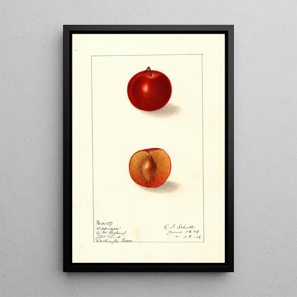 Prunus domestica Happiness - Ellen Isham Schutt — ingelijst kunstwerk aan de muur