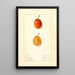 Prunus domestica Munson - Ellen Isham Schutt — ingelijst kunstwerk aan de muur