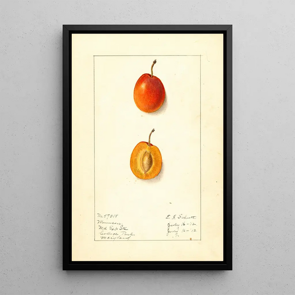 Prunus domestica Munson - Ellen Isham Schutt — ingelijst kunstwerk aan de muur