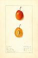 Prunus domestica Munson - Ellen Isham Schutt — weergave van het kunstwerk