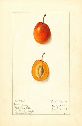 Ellen Isham Schutt - Prunus domestica Munson.webp