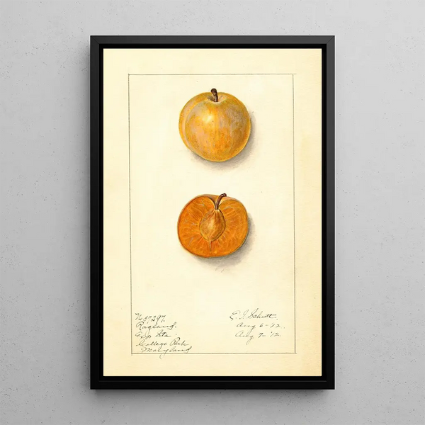 Prunus domestica Ragland - Ellen Isham Schutt — ingelijst kunstwerk aan de muur