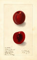 Prunus domestica Rutland Plumcot - Ellen Isham Schutt — weergave van het kunstwerk