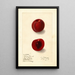 Prunus domestica Rutland Plumcot - Ellen Isham Schutt — ingelijst kunstwerk aan de muur