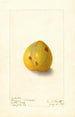 Prunus domestica Wickson - Ellen Isham Schutt — weergave van het kunstwerk