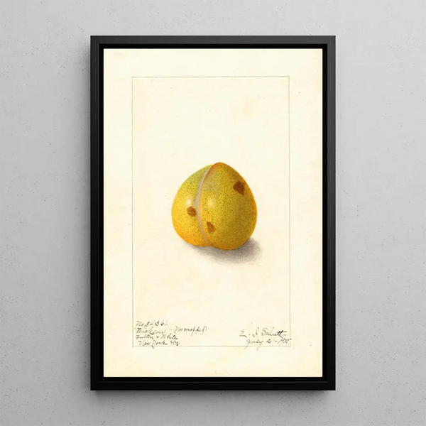 Prunus domestica Wickson - Ellen Isham Schutt — ingelijst kunstwerk aan de muur