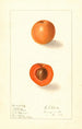 Prunus mume Nellie - Ellen Isham Schutt — weergave van het kunstwerk