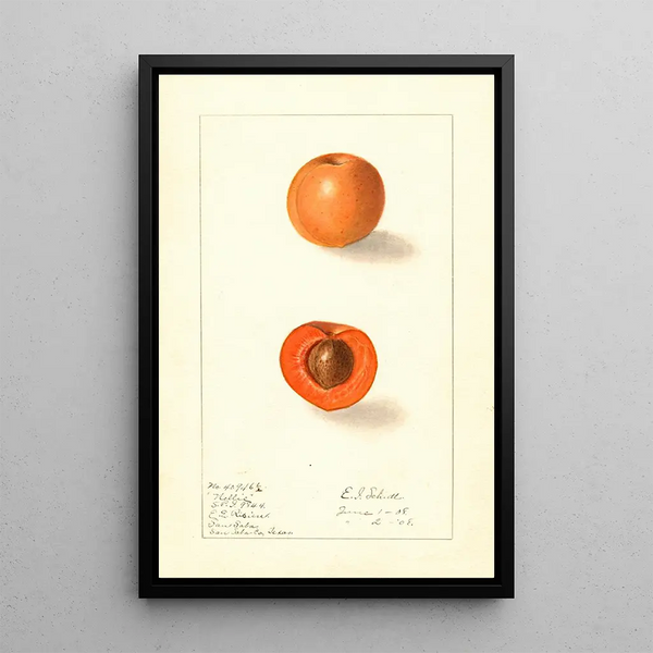 Prunus mume Nellie - Ellen Isham Schutt — ingelijst kunstwerk aan de muur