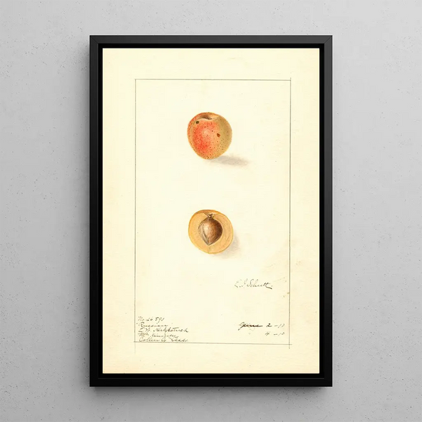 Prunus mume Russian - Ellen Isham Schutt — ingelijst kunstwerk aan de muur
