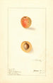 Prunus mume Russian - Ellen Isham Schutt — weergave van het kunstwerk