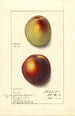 Prunus persica - Ellen Isham Schutt — weergave van het kunstwerk