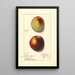 Prunus persica - Ellen Isham Schutt — ingelijst kunstwerk aan de muur