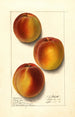 Prunus persica Elberta - Ellen Isham Schutt — weergave van het kunstwerk