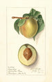 Prunus persica Greensboro - Ellen Isham Schutt — weergave van het kunstwerk