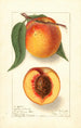Prunus persica Highland Beauty - Ellen Isham Schutt — weergave van het kunstwerk