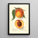 Prunus persica Highland Beauty - Ellen Isham Schutt — ingelijst kunstwerk aan de muur