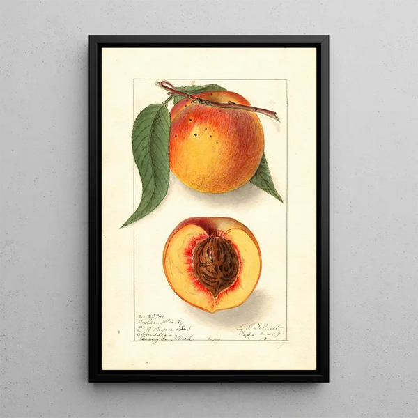 Prunus persica Highland Beauty - Ellen Isham Schutt — ingelijst kunstwerk aan de muur
