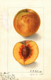 Prunus persica Oliver - Ellen Isham Schutt — weergave van het kunstwerk