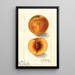 Prunus persica Oliver - Ellen Isham Schutt — ingelijst kunstwerk aan de muur