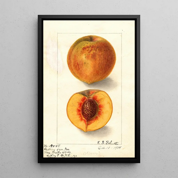 Prunus persica Oliver - Ellen Isham Schutt — ingelijst kunstwerk aan de muur