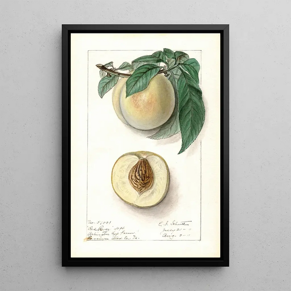 Prunus persica Red River - Ellen Isham Schutt — ingelijst kunstwerk aan de muur