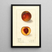 Prunus persica Sterling - Ellen Isham Schutt — ingelijst kunstwerk aan de muur